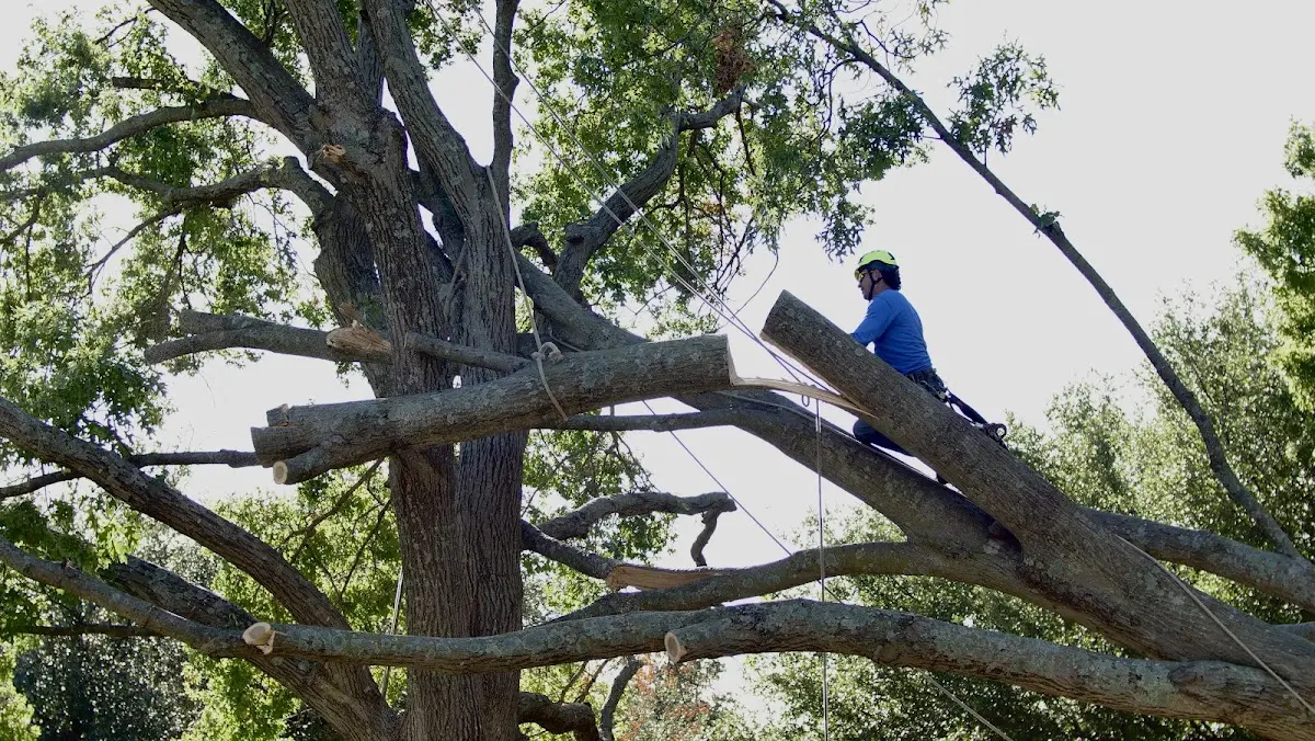 Professional Crown Thinning performed by certified arborists in Clarksdale