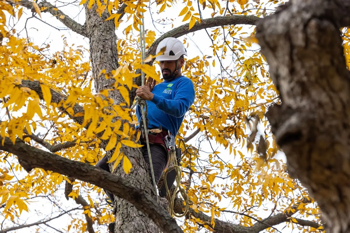 Skilled Tree Planing crew working in Clarksdale